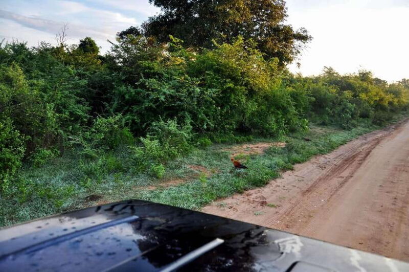 Minneriya National Park Private Safari from Kandy - Pricing and Value