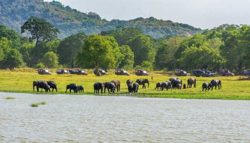 Minneriya National Park Private Safari from Kandy - Who Is This Tour Best For?