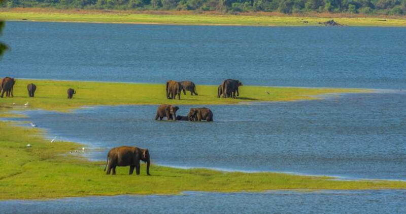Minneriya National Park Private Safari from Kandy - FAQ