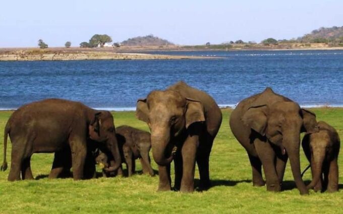 Minneriya National Park Private Safari Tour - Pickup and Transportation