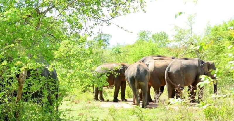 Minneriya National Park Safari From Habarana - Wildlife Highlights