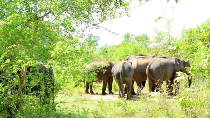 Minneriya National Park Safari From Habarana - Safari Inclusions