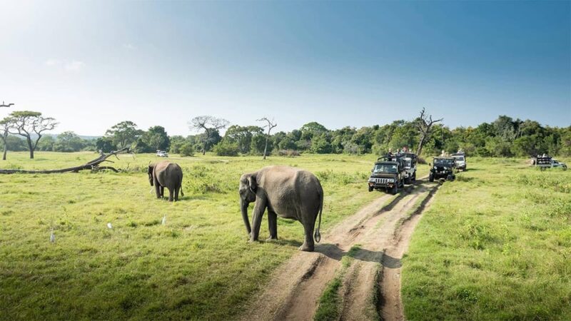 Minneriya National Park Safari From Habarana - Park Regulations