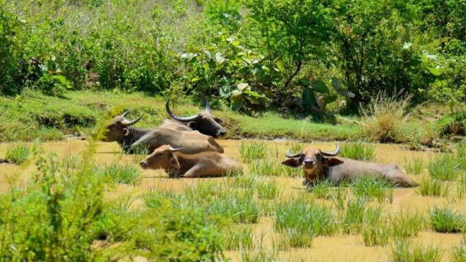 Minneriya National Park Safari From Habarana - Frequently Asked Questions