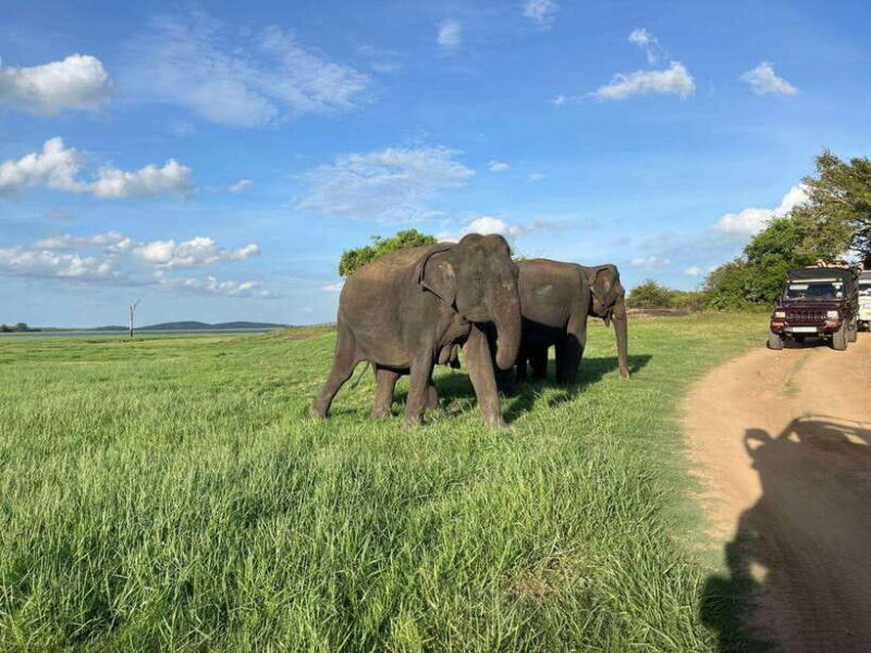 Minneriya National Park : Safari Jeep with Tickets - Key Points
