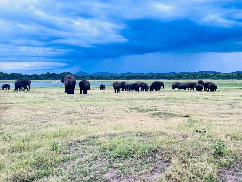 Minneriya National Park : Safari Jeep with Tickets - FAQ