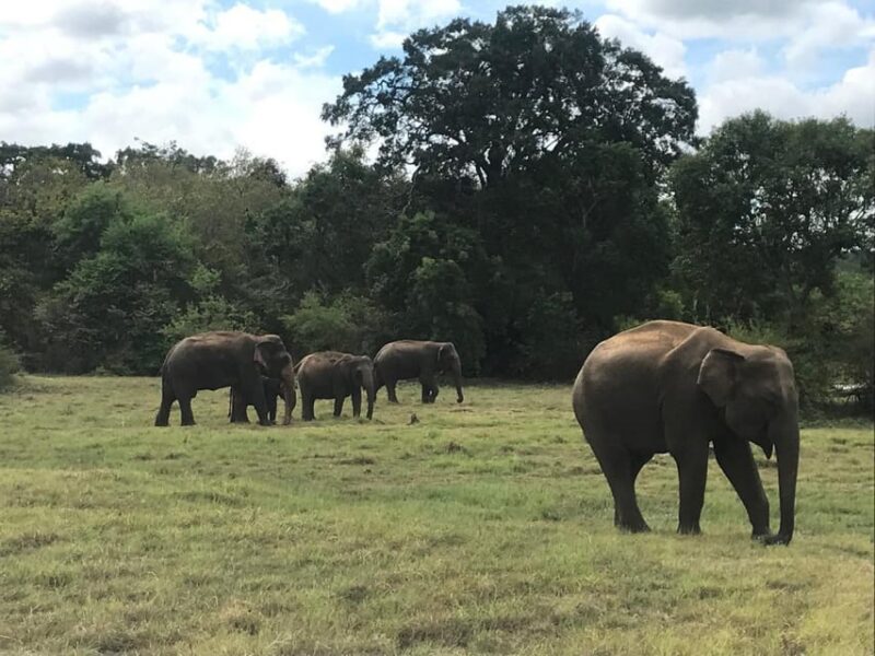 Minneriya National Park Safari (Private Safari) - Good To Know