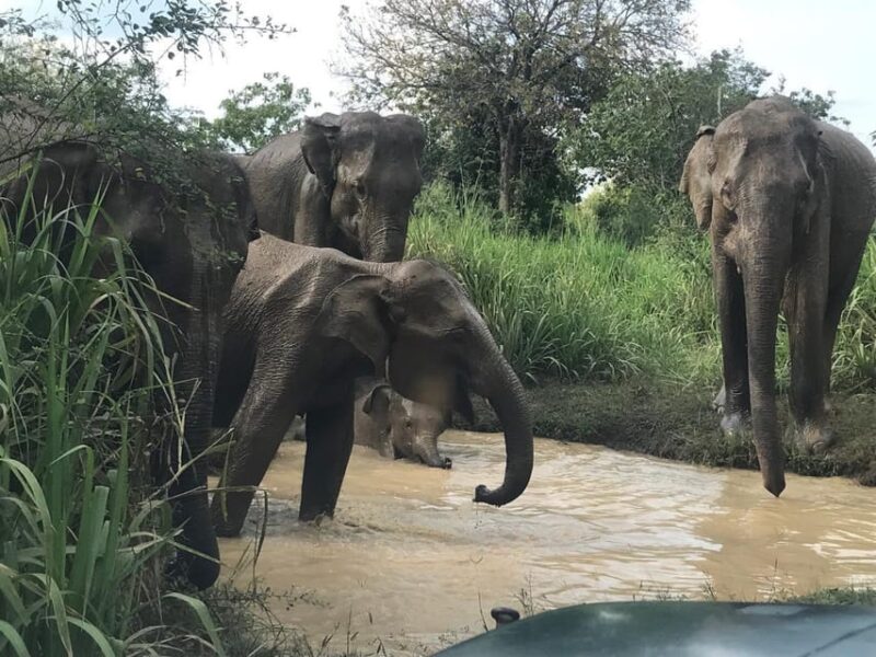 Minneriya National Park Safari (Private Safari) - Included Amenities