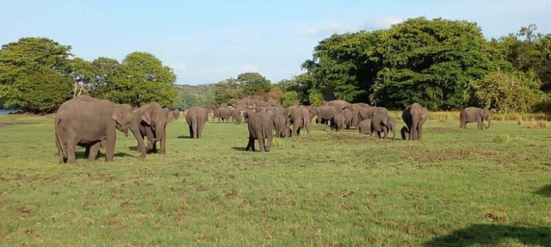 Minneriya National Park Safari - Key Points