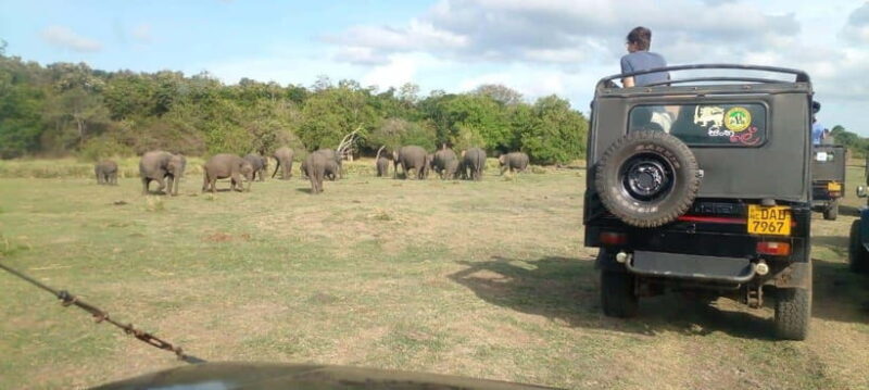Minneriya National Park Safari - The Experience in Detail