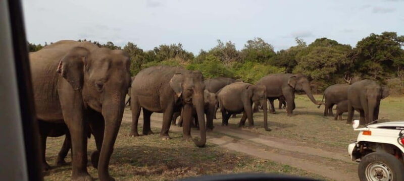 Minneriya National Park Safari - Practical Tips for Your Trip