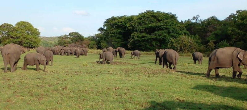 Minneriya National Park Safari - FAQ