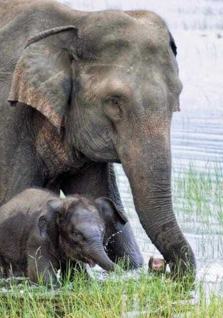 Minneriya National Park Wild Elephant Safari - FAQ