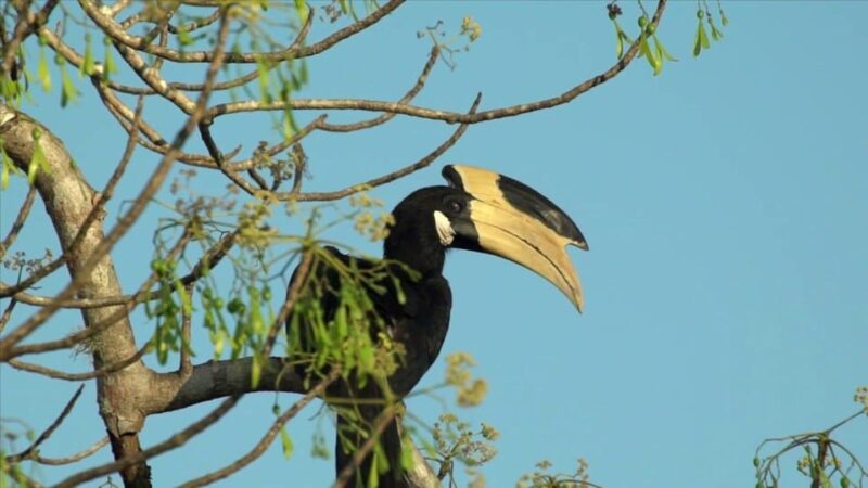 Minneriya:Jeep Safari From Sigiriya - Important Information and Guidelines