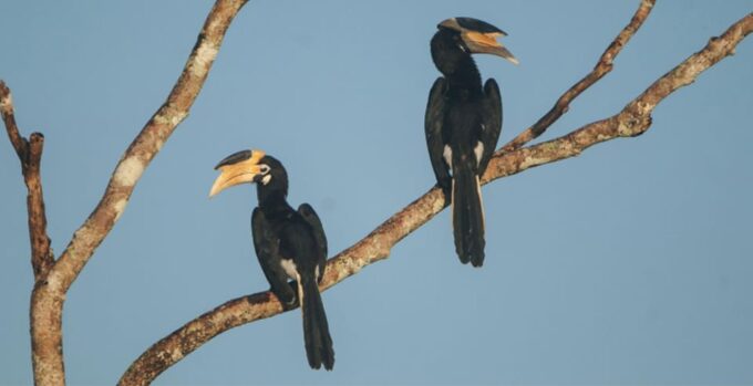 Minneriya:Jeep Safari From Sigiriya - Best Time to Visit