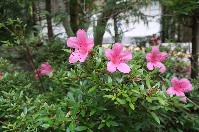 Minoh Waterfall and Nature Walk Through the Minoh Park - Cancellation Policy and Additional Information