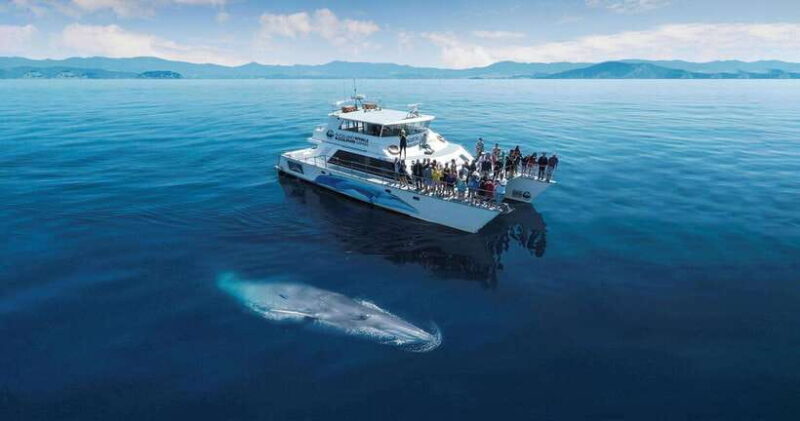 Mirissa Blue Whale - Watching Tour: A Majestic Adventure Day - An In-Depth Look at the Mirissa Blue Whale Watching Tour