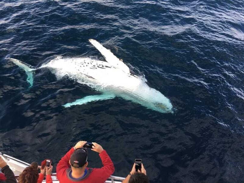 Mirissa: Luxury Sailing Boat Dolphin and Whale Watching - FAQ