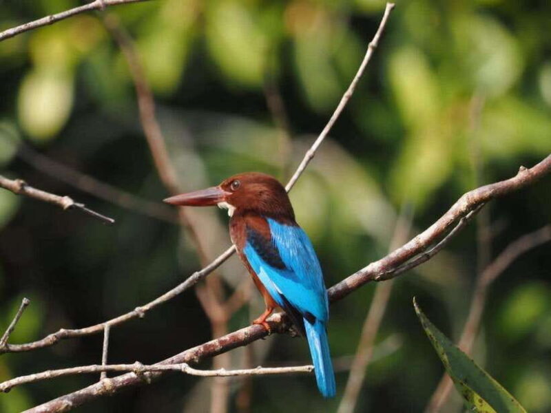 Mirissa: Nilwala River Bird Watching and Crocodile Tour - Discovering the Nilwala River: What the Tour Offers