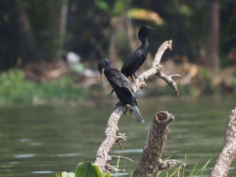Mirissa: Nilwala River Bird Watching and Crocodile Tour - What Travelers Say