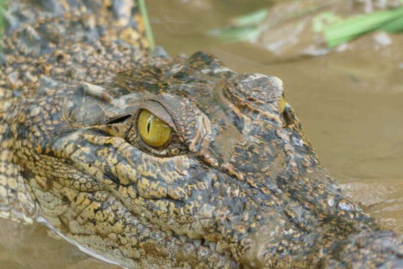 Mirissa: Nilwala River Bird Watching and Crocodile Tour - Why This Tour Might Be Worth Your Time