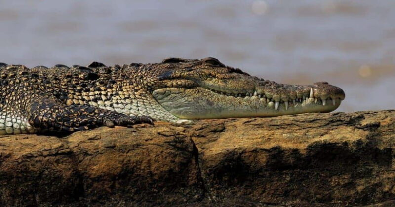 Mirissa: Nilwala River Bird Watching and Crocodile Tour - Final Thoughts: Is It Worth It?