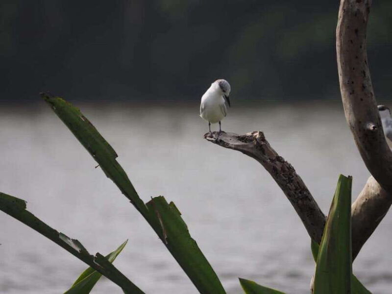 Mirissa: Nilwala River Bird Watching and Crocodile Tour - FAQs