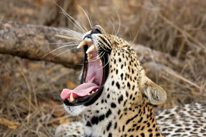 Mirissa/Weligma/Galle/Hikkduwa: Transfer to Ella & Yala Tour - Safari Duration