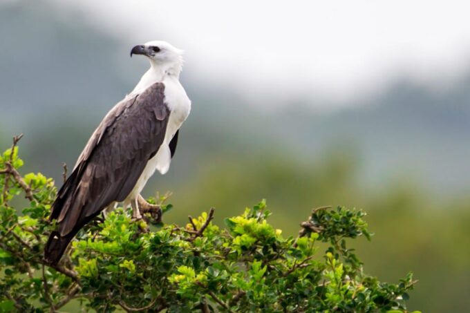 Mirissa/Weligma/Galle/Hikkduwa: Transfer to Ella & Yala Tour - Frequently Asked Questions
