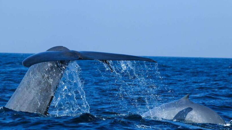 Mirissa: Whale & dolphin Watching Boat Tour with Breakfast - Key Points