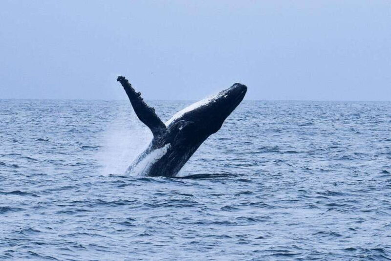 Mirissa: Whale & dolphin Watching Boat Tour with Breakfast - Marine Life Encounters and the Ocean Views