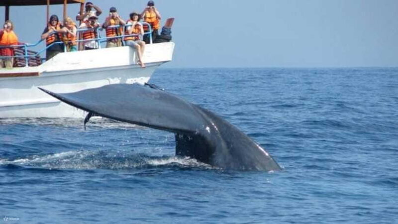 Mirissa: Whale & dolphin Watching Boat Tour with Breakfast - Practical Tips for Travelers