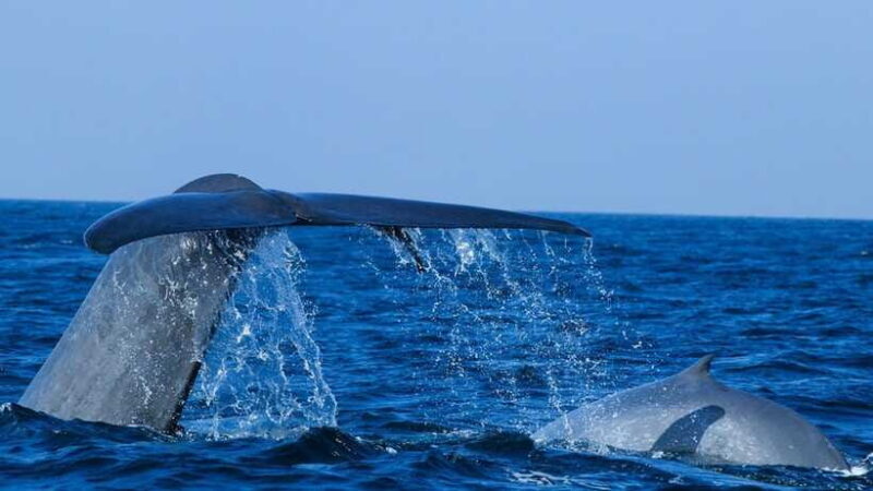 Mirissa: Whale & dolphin Watching Boat Tour with Breakfast - Who Should Consider This Tour?