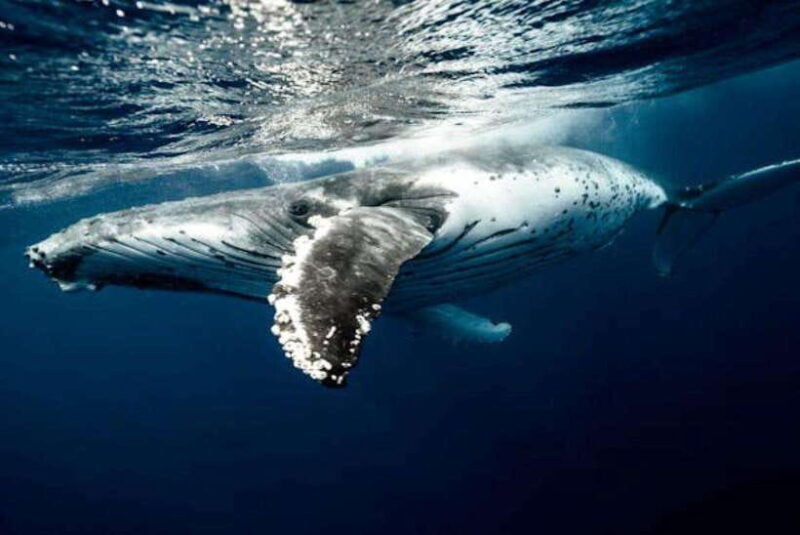 Mirissa: Whale Watching Cruise - Introduction