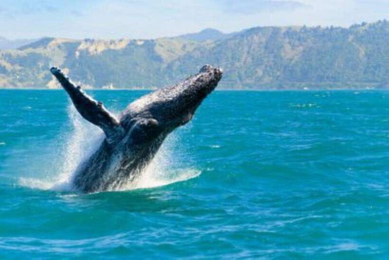 Mirissa: Whale Watching Cruise - Key Points