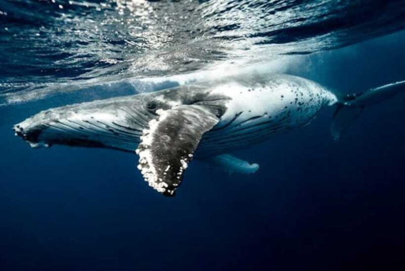 Mirissa: Whale Watching Cruise - The Experience of the Guide and the Group
