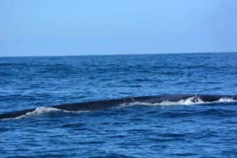Mirissa: Whale Watching Cruise - Authentic Experiences and Traveler Feedback
