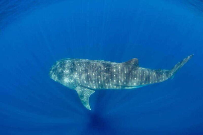 Mirissa: Whale Watching Cruise - The Sum Up