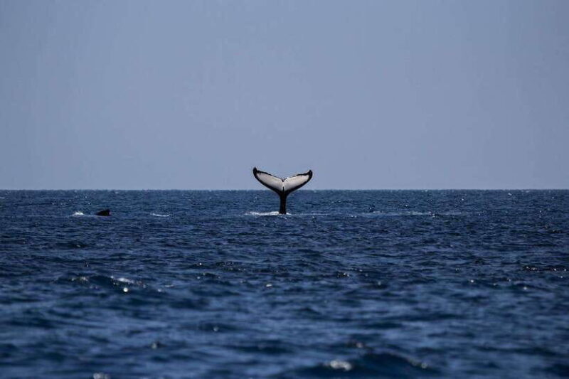 Mirissa: Whale Watching, Snorkeling, and Coconut Hill Tour - Key Points