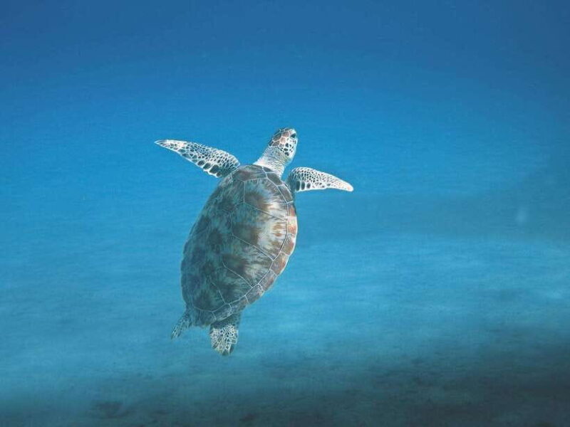 Mirissa: Whale Watching, Snorkeling, and Coconut Hill Tour - Practical Tips for the Tour