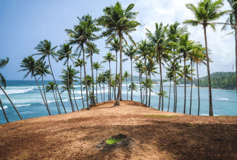 Mirissa: Whale Watching, Snorkeling, and Coconut Hill Tour - The Sum Up