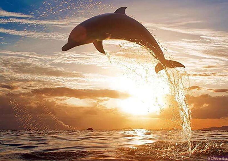 Mirissa Whale Watching, Tour A Once-in-a-Lifetime Experience - Key Points