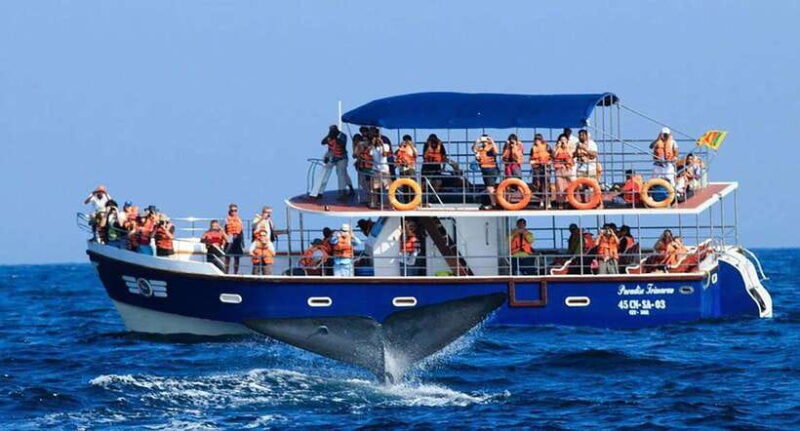 Mirissa Whale Watching, Tour A Once-in-a-Lifetime Experience - An Honest Look at Mirissa Whale Watching Tour A