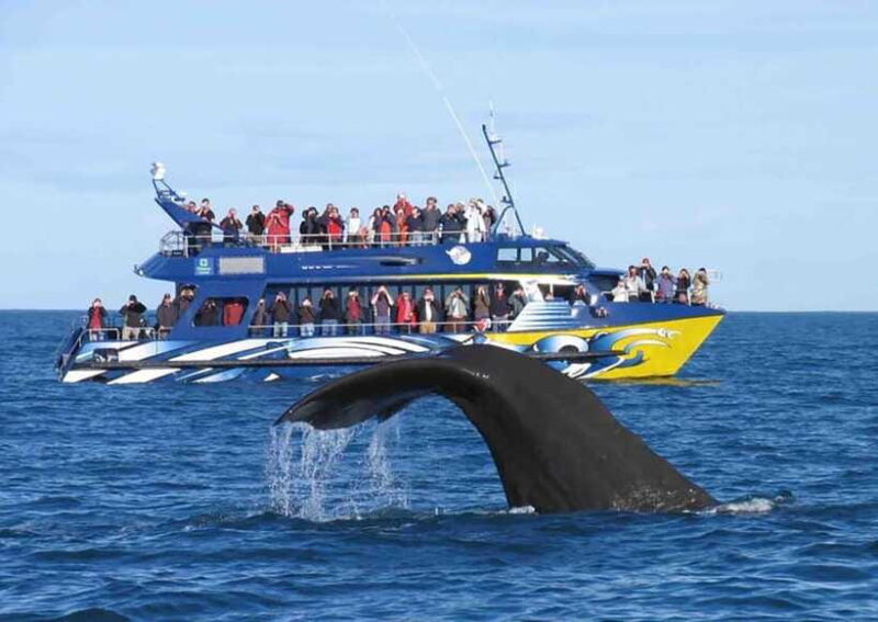 Mirissa Whale Watching, Tour A Once-in-a-Lifetime Experience - The Sum Up: Is It Worth It?