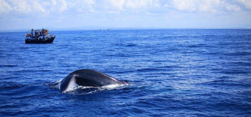 Mirissa: Whale Watching Tour From Colombo or Negombo - Final Thoughts: Is This Tour for You?