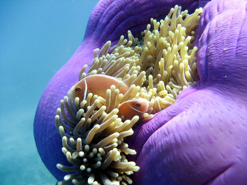 Mission Beach: Great Barrier Reef Snorkel or Dive Cruise - Booking Information and Customer Reviews