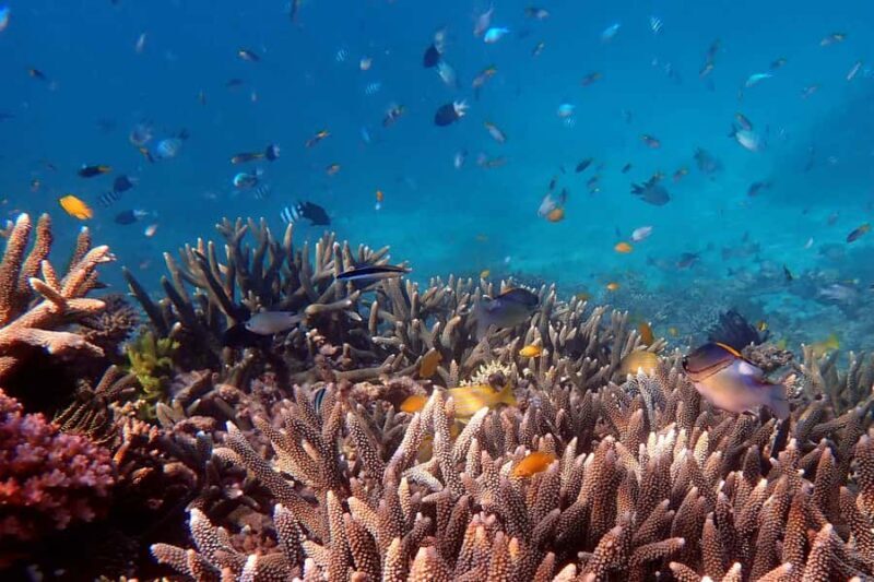 Mission Beach: Outer Great Barrier Reef & Dunk Island Tour - A Closer Look at the Tour Itinerary