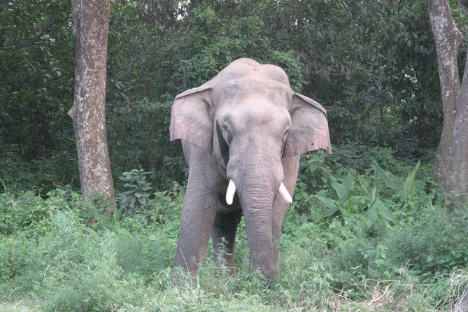 Mission Tiger, 4 Days Tour Inside Chitwan National Park. - Reviews and Testimonials