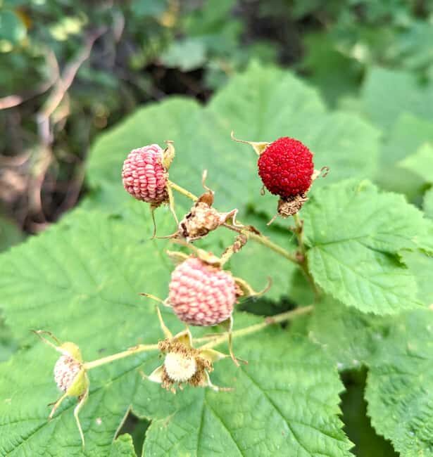 Missoula: Camas Lake Float and Hike - Who Will Love This Tour?