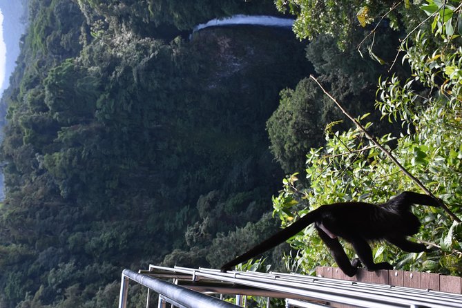 Mistico Park Hanging Bridges & La Fortuna Waterfall | Best Tours for Families - Knowledgeable Guides Insights